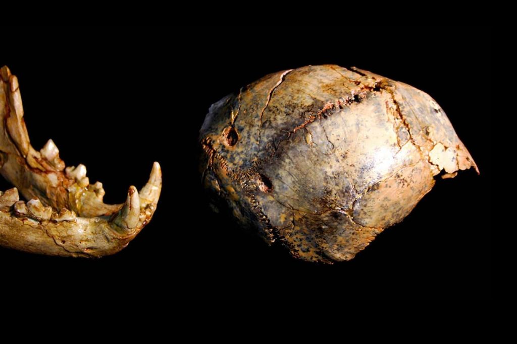 Una mandíbula inferior de leopardo junto a un fragmento de cráneo de un Paranthropus robustus joven. Las marcas de perforación coinciden perfectamente con la distancia entre los colmillos del felino