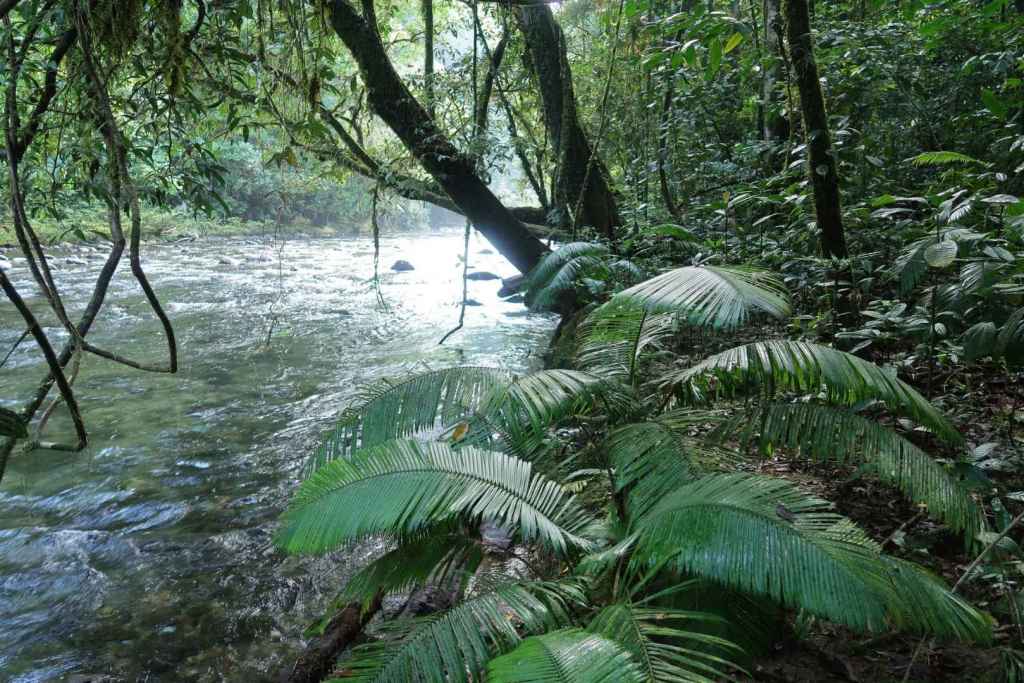 El ratán Calamus calapparius es solo una de las muchas especies de plantas trepadoras que abundan en los trópicos de Asia