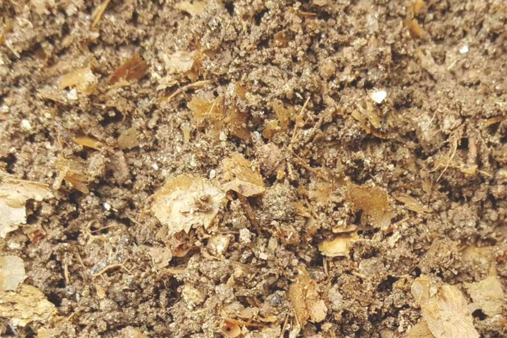 Restos de pescado hallados en el fondo de una antigua tina romana de salazón