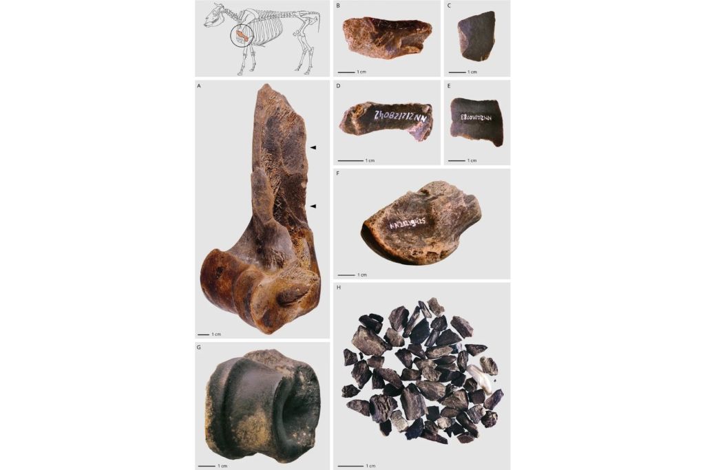 Primero fracturaban los huesos para obtener el tuétano y luego los trituraban en fragmentos diminutos que facilitaban la extracción de la grasa
