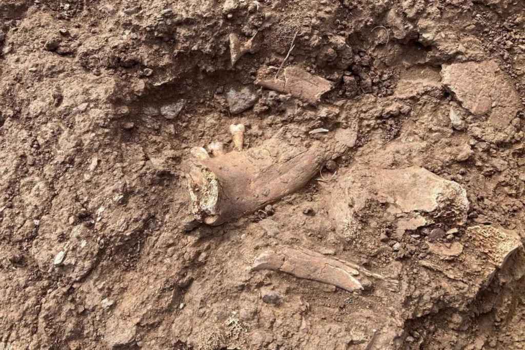 El arqueólogo Jim Parry indicó que, durante la exploración del túmulo, salieron a la luz diversos restos óseos, entre ellos piezas dentales y fragmentos de huesos humanos
