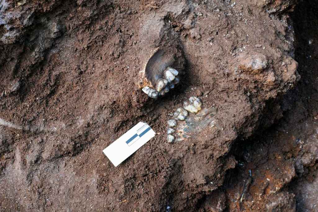 En el yacimiento se halló la mandíbula de un infante de Paranthropus robustus