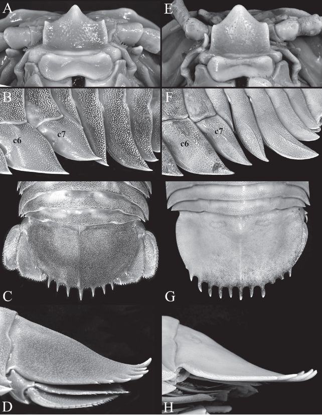 Bathynomus vaderi (izquierda) comparado con Bathynomus jamesi (derecha)