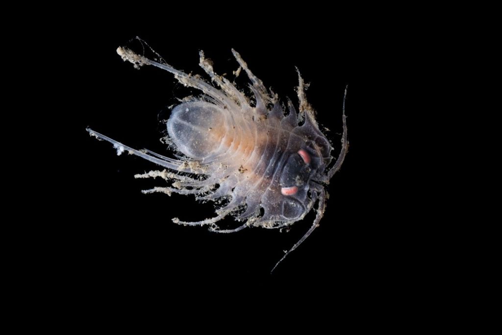 Un isópodo inédito recién identificado por la ciencia