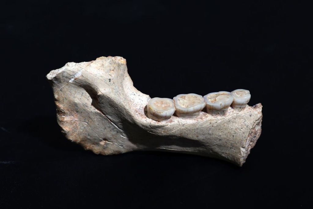 Esta mandíbula perteneciente a un homínido muy antiguo, hallada en la cantera Thomas de Marruecos, tiene una antigüedad cercana a los 773.000 años