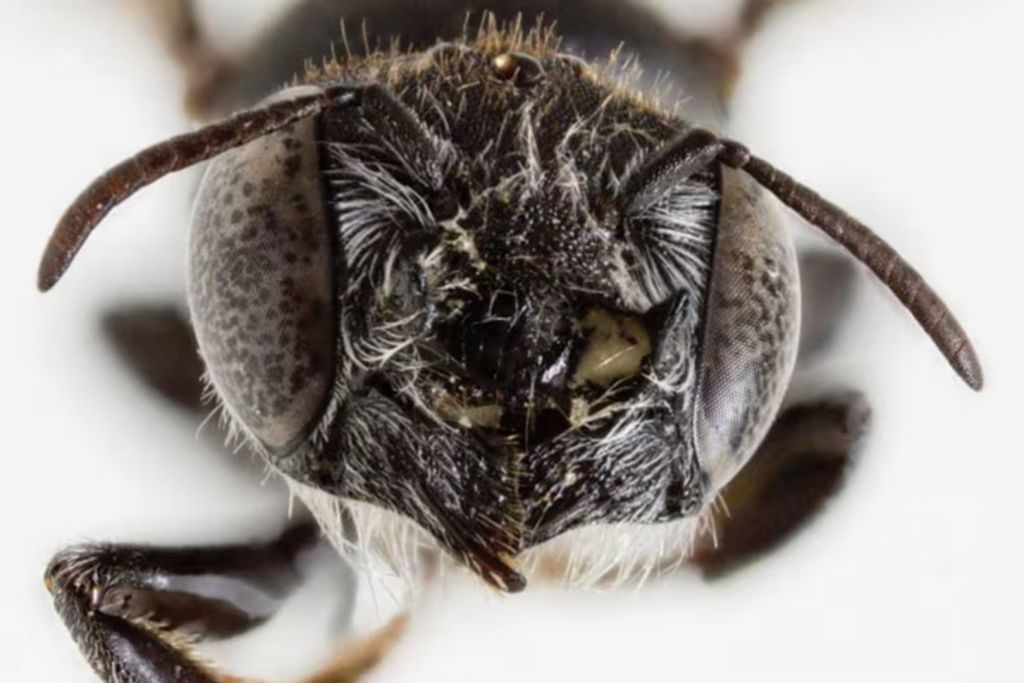 La especie salió a la luz mientras los investigadores estudiaban una flor silvestre en estado crítico