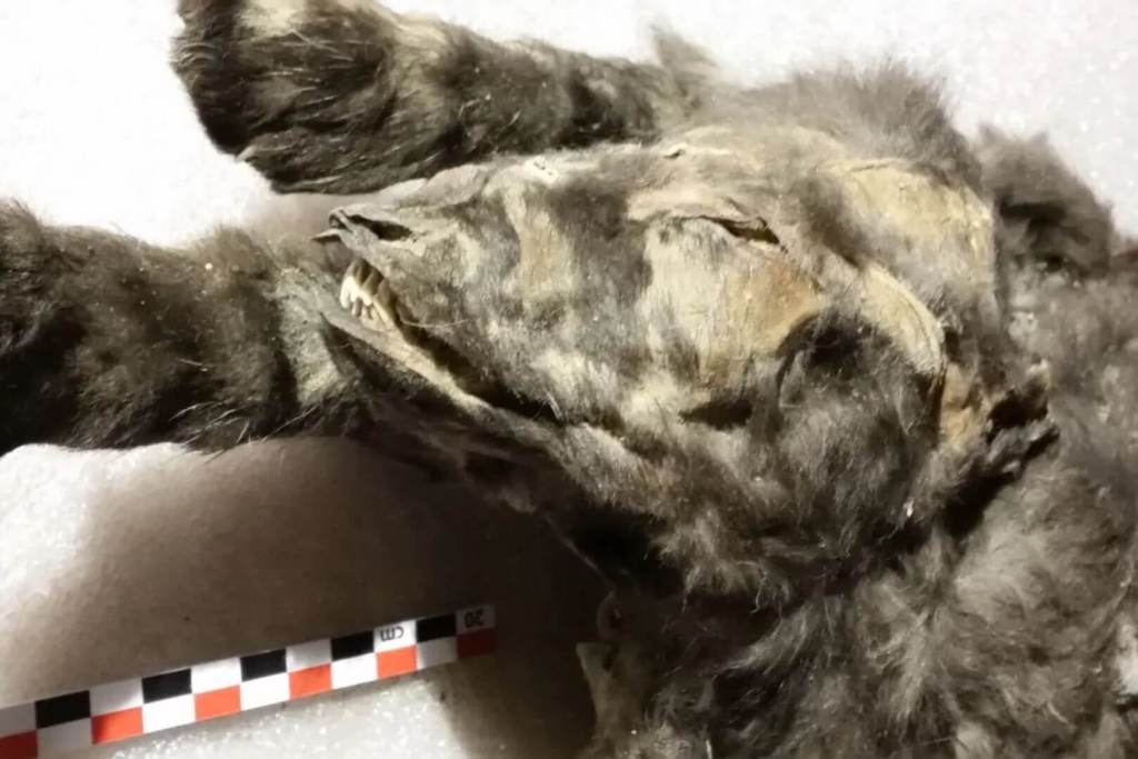 Durante 14.000 años se creyó que eran perros... pero eran lobos ocultos en el hielo