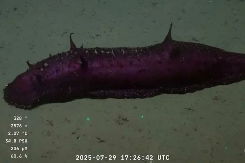 Un pepino de mar de color violeta, bautizado como “Batatita” por su forma regordeta, fue localizado en las profundidades frente a las costas de Argentina