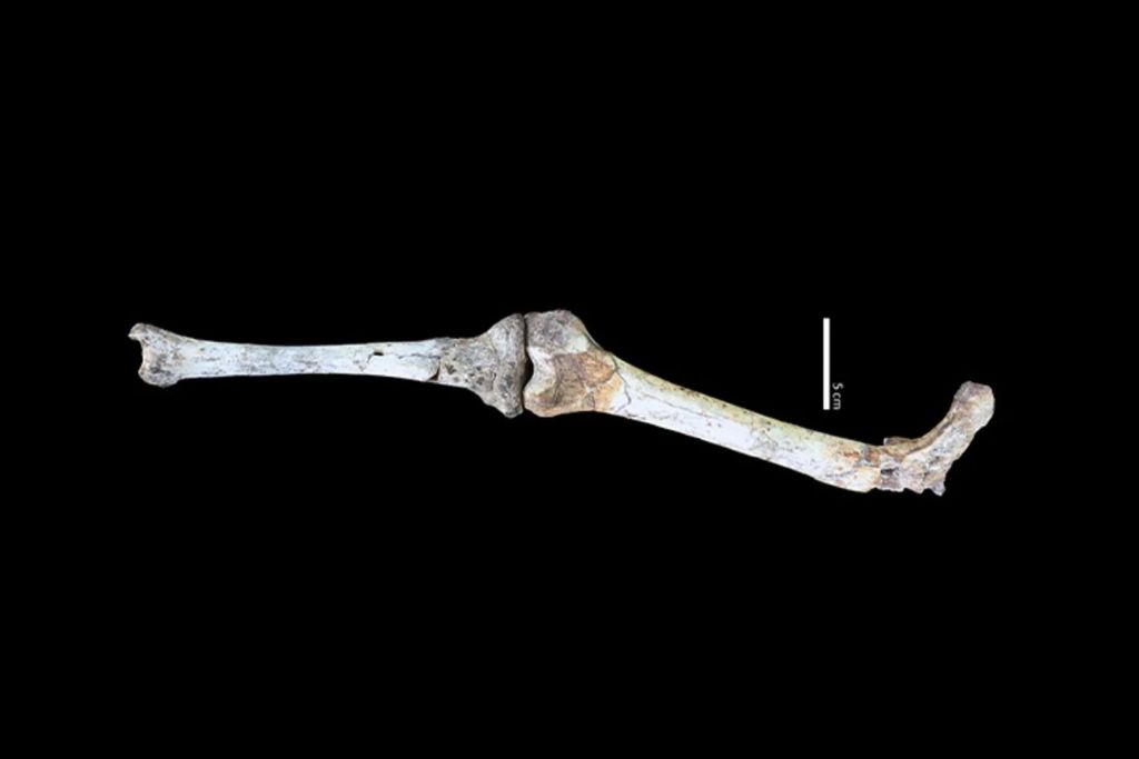 Estos huesos de cadera, fémur y tibia, que encajan entre sí, confirman que Paranthropus robustus era un caminante bípedo, aunque de baja estatura