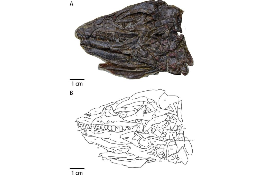 Un fósil excepcional revela a Pulaosaurus qinglong, el dinosaurio que pudo haber cantado