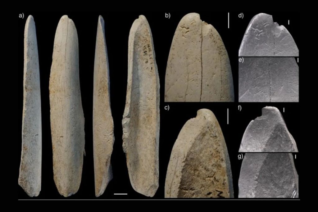 Las marcas observadas en la herramienta ósea indican que fue utilizada para desprender la piel de los animales