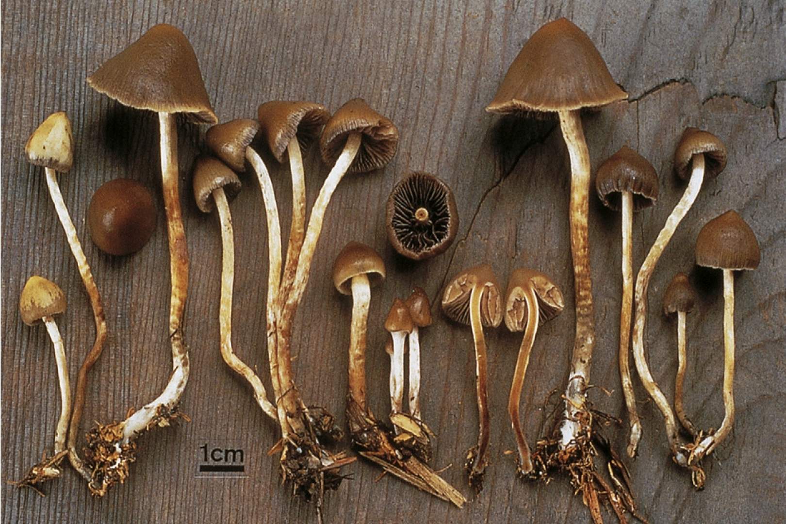 La psilocibina es el compuesto activo de hongos alucinógenos como Psilocybe cyanescens en Europa y la costa oeste de EE.UU., y Psilocybe cubensis en Sudamérica y partes de México