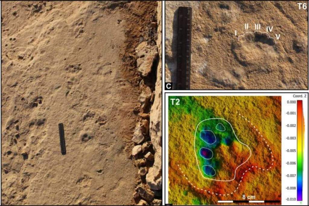 Huellas atribuidas a un mustélido similar a Mustelipeda punctata, según la clasificación propuesta por Kordos
