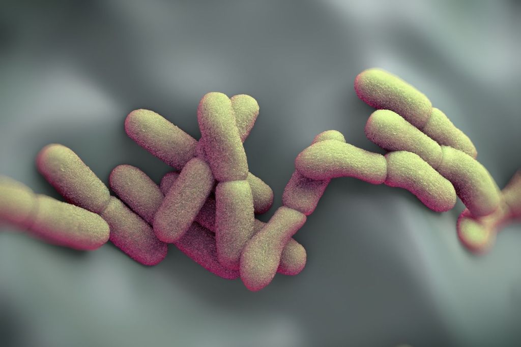 La bacteria Yersinia pestis, causante de la peste negra, cuyo ADN fue identificado en una momia egipcia de hace 3.300 años