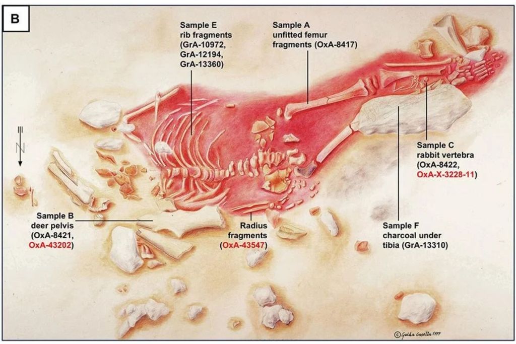 Una ilustración del esqueleto del Niño de Lapedo que muestra la ubicación de las muestras analizadas y los objetos que fueron enterrados junto a él