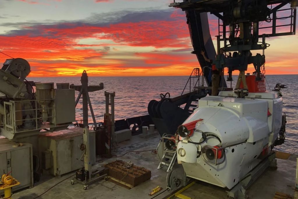 Parte de los microorganismos estudiados en esta investigación fueron recolectados durante una expedición en el fondo marino del Golfo de California, utilizando el submarino Alvin en noviembre de 2018
