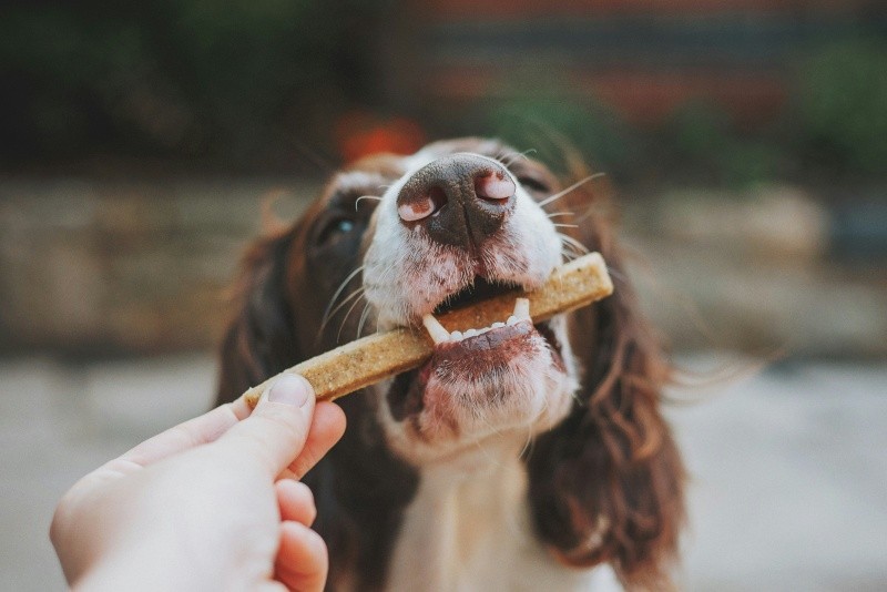 Una mala alimentación  también puede contribuir a una deficiente salud bucal  en tu perro. UNSPLASH/ J. LACY 