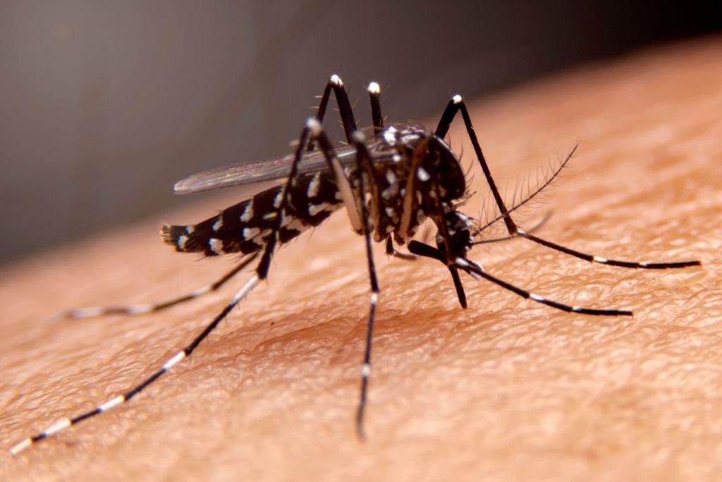 El legado genético de los denisovanos aún influye en la resistencia humana frente a enfermedades como la malaria