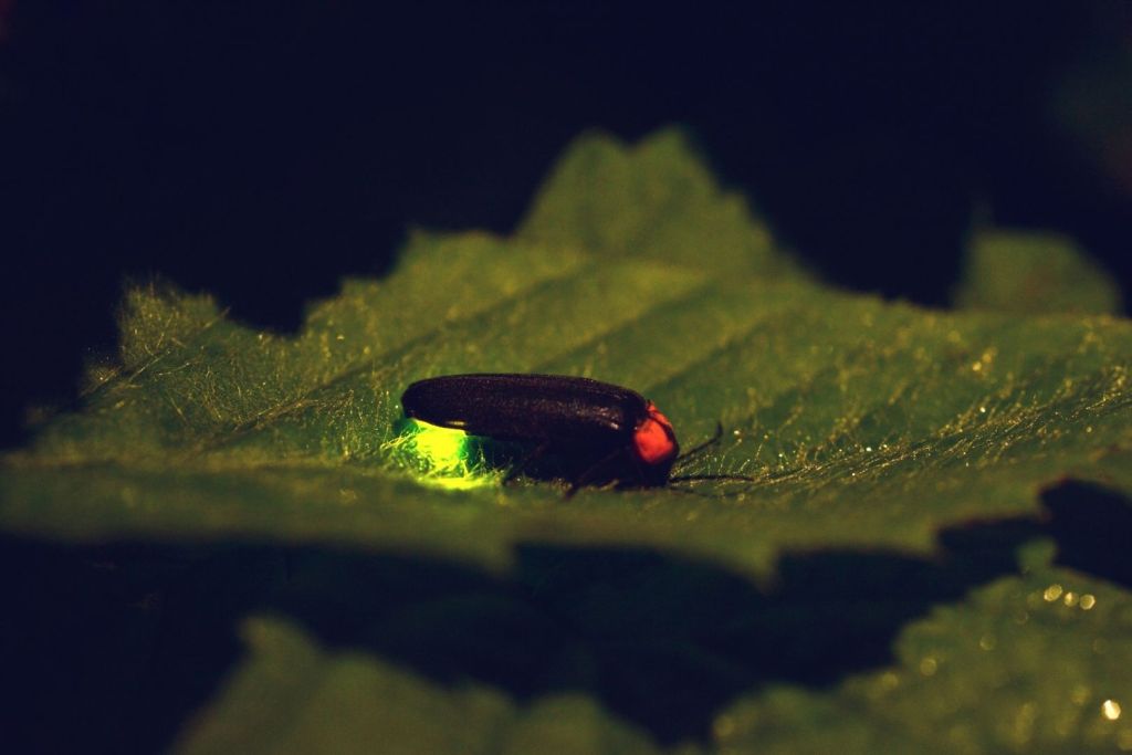 Más allá de su belleza, la luz de las luciérnagas es un sofisticado lenguaje químico que aún estamos intentando descifrar