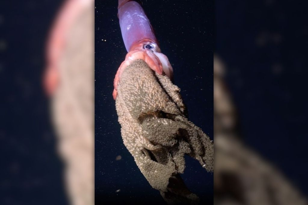 En las profundidades del Pacífico chileno, una madre calamar revela un misterio que asombra a los científicos
