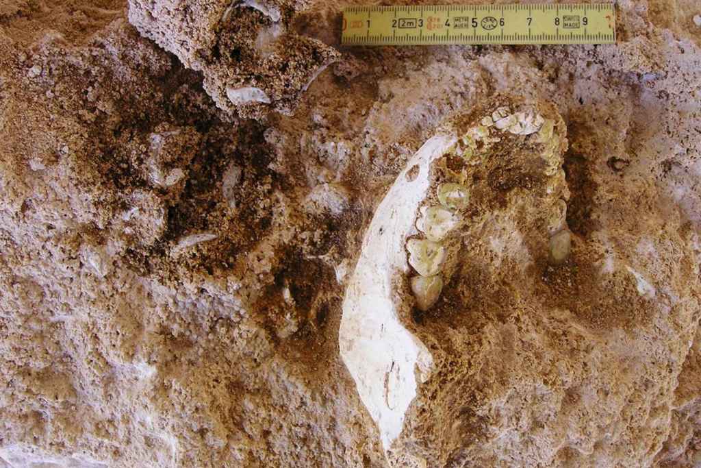 Este individuo vivió en el momento en que el linaje humano comenzó a separarse del de los neandertales y denisovanos