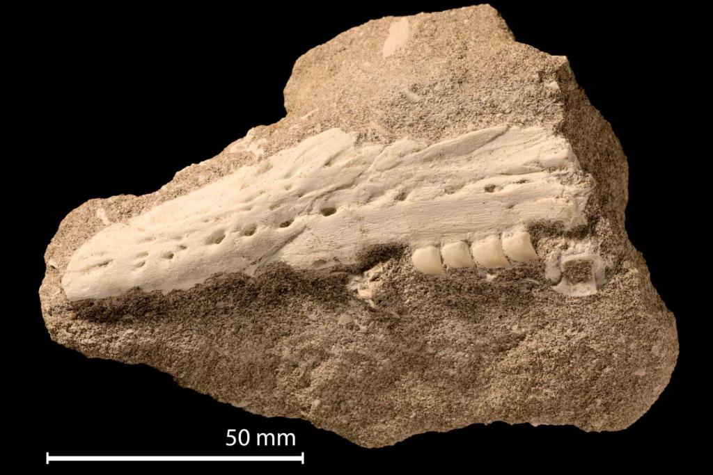 Mandíbula y dientes fósiles de Xenodens calminechari en su estado inicial antes de la preparación. Esta especie fue descrita por primera vez en 2021