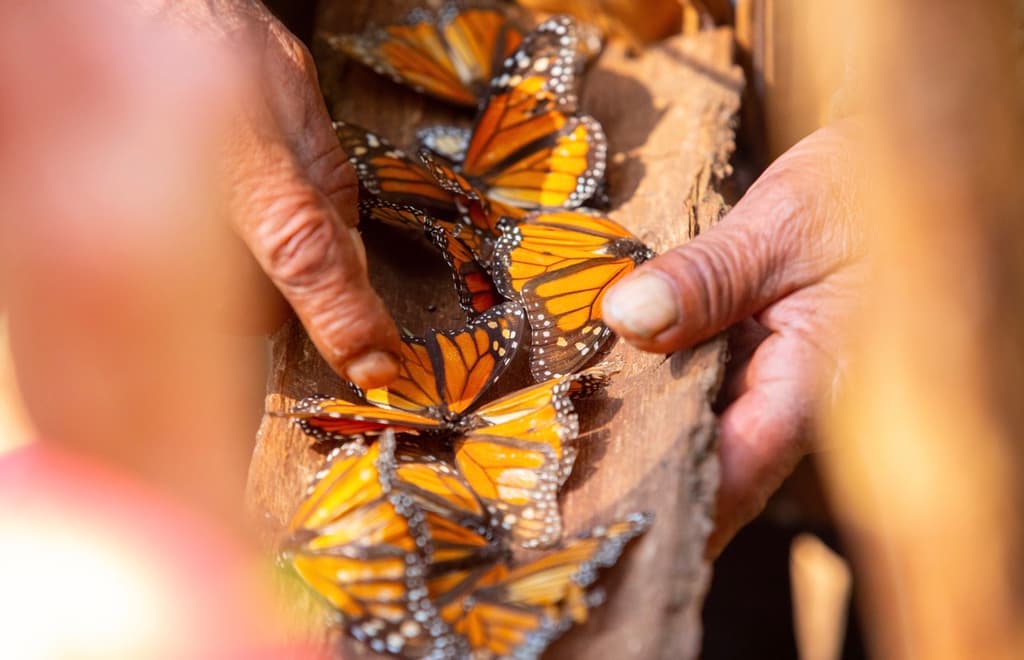 Mariposa Monarca en México: cuándo verlas y dónde