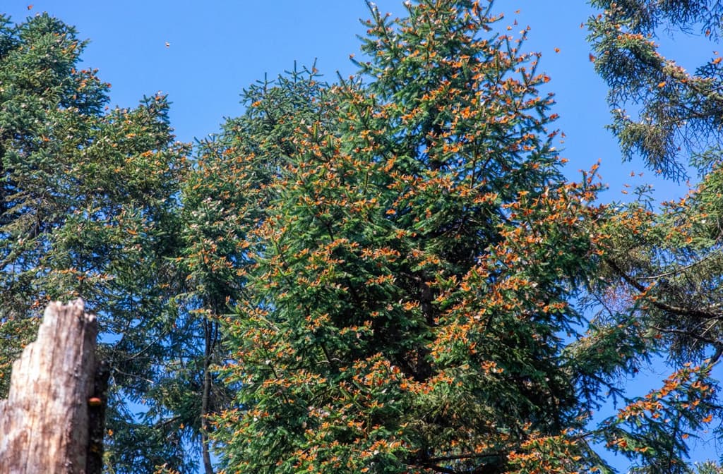 Mariposa Monarca en México: cuándo verlas y dónde