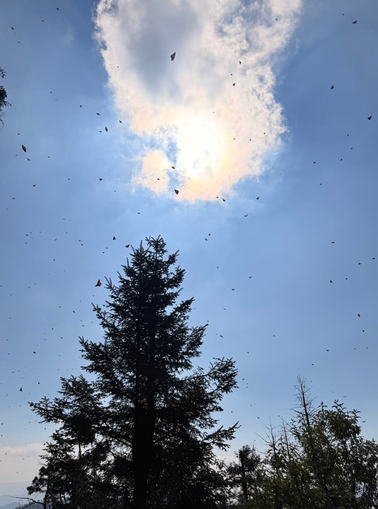 Mariposa Monarca en México: cuándo verlas y dónde | Foto: Liz Basaldúa 