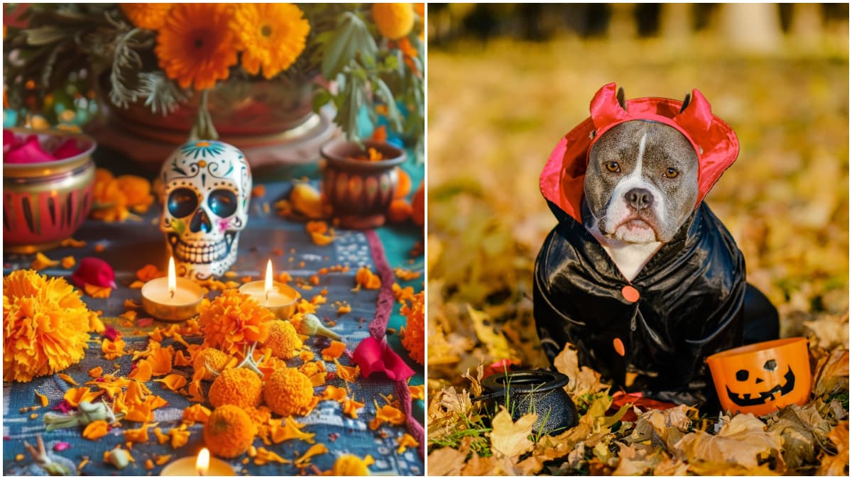 Mictlánima, ofrenda y bazar para perros