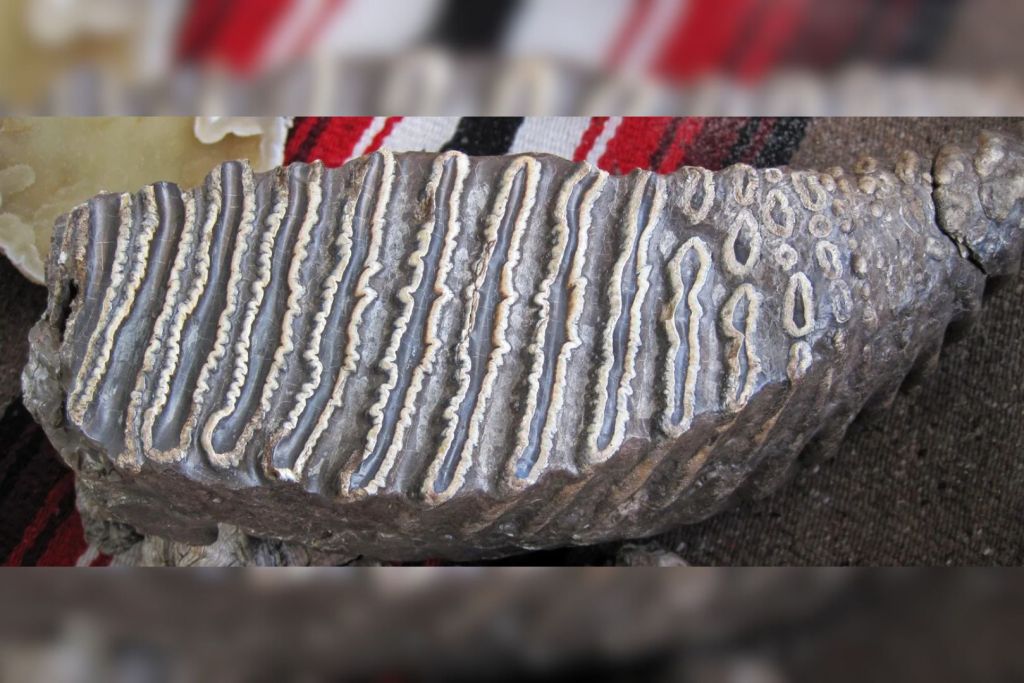 Molar de mamut encontrado en América del Norte, adaptado para triturar pasto, lo que indica una dieta basada en el pastoreo