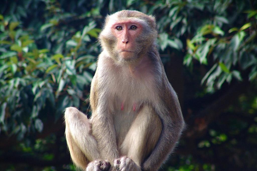 Imagen de un macaco rhesus en su hábitat natural en la India, uno de los muchos países asiáticos donde vive esta especie