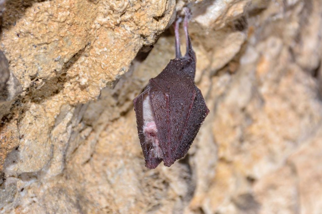 Los murciélagos de herradura son los reservorios naturales de numerosos coronavirus, incluyendo los más cercanos al SARS-CoV-2, aunque rara vez desarrollan síntomas