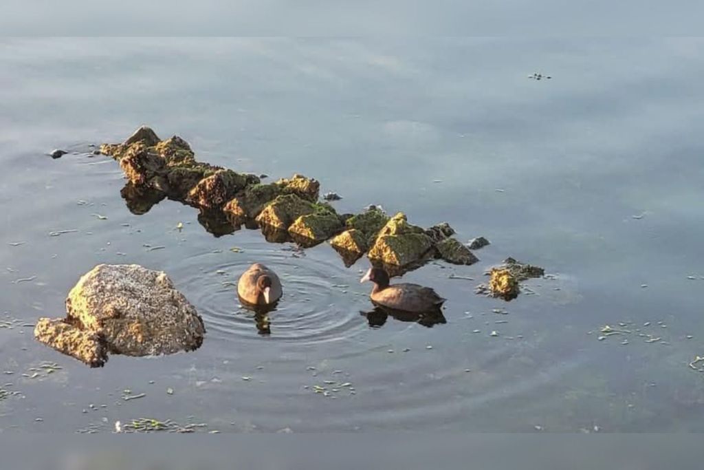 Patos nadan junto a uno de los muros de la villa