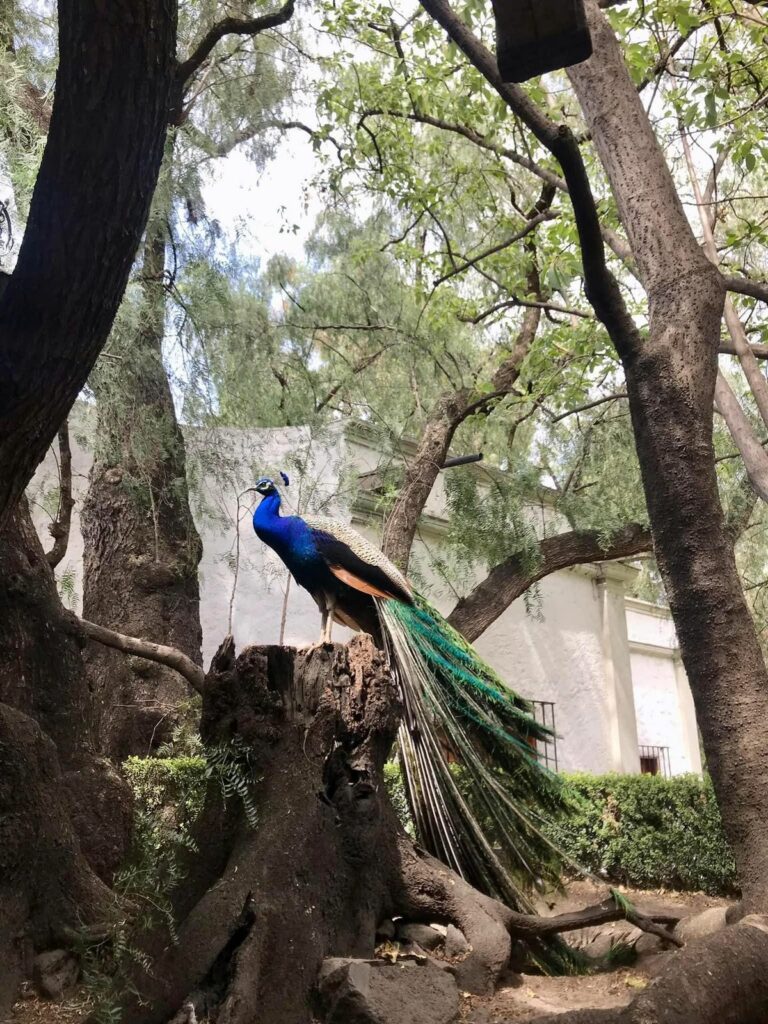 Reapertura del Museo Dolores Olmedo.