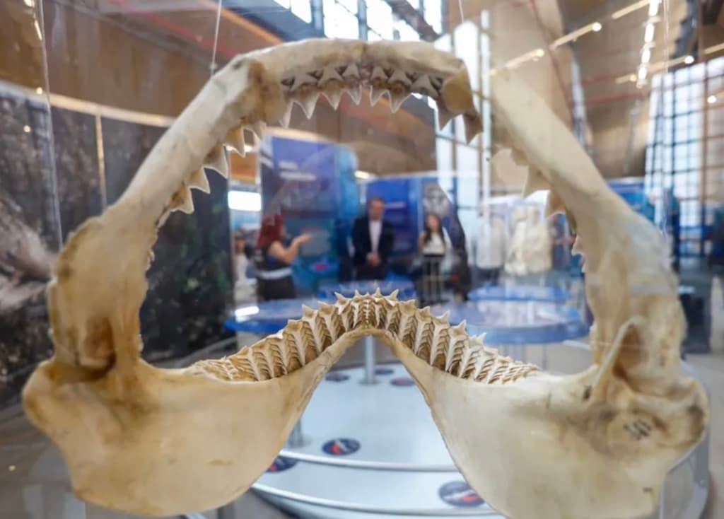 Lánzate a esta expo de tiburones GRATIS en Iztapalapa | Foto: Museo Yancuic