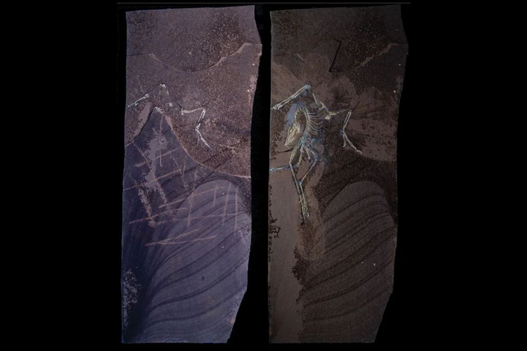 Cuando el Field Museum incorporó el fósil de Archaeopteryx a su colección, este permanecía casi totalmente incrustado en la roca (izquierda). Tras más de mil horas de minuciosa preparación, revelaron (derecha) el ejemplar más completo de esta especie descubierto hasta la fecha