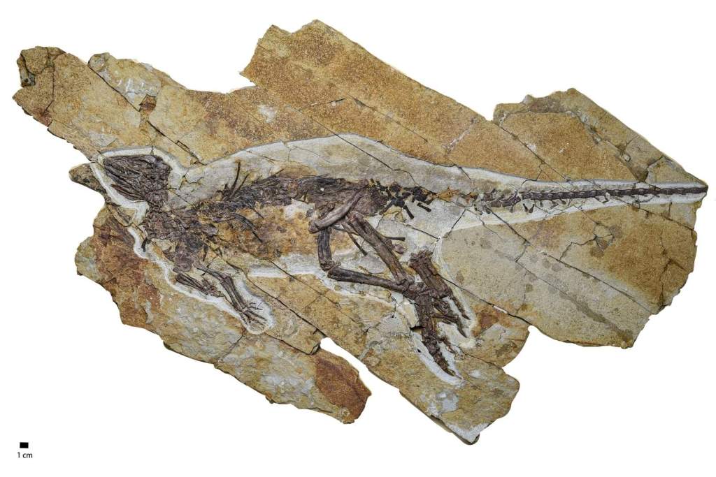 El fósil de Pulaosaurus qinglong, una nueva especie del Jurásico