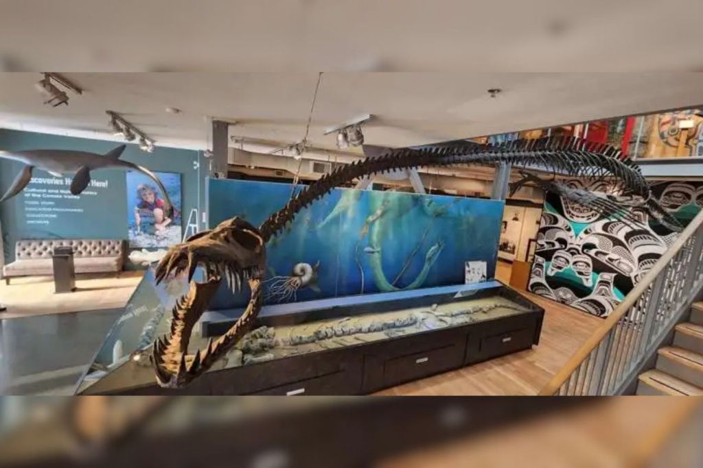 Este peculiar elasmosaurio es, de hecho, uno de los fósiles más emblemáticos de Norteamérica, y en 2023 fue declarado símbolo fósil oficial de la Columbia Británica