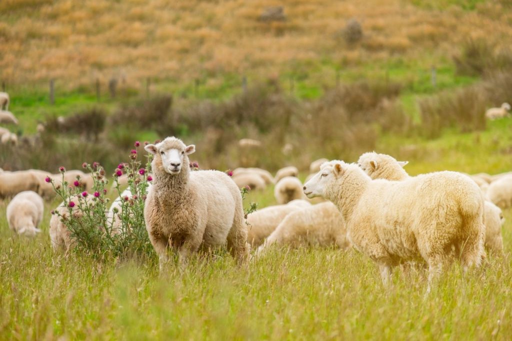 Rebaños de ovejas, como los que pastaban en la estepa euroasiática hace 4.000 años, podrían haber jugado un papel clave en la propagación temprana de la peste