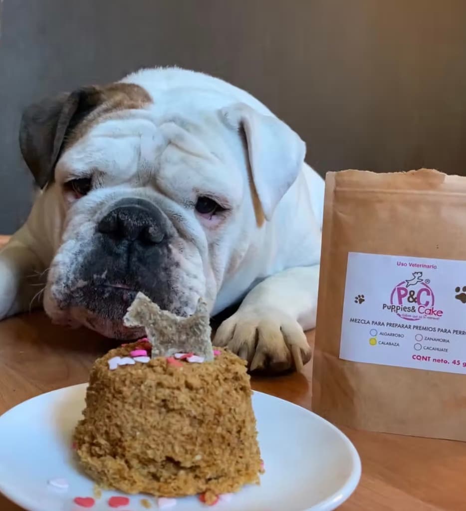 ¿Dónde comprar pasteles para perros en CDMX y celebrar el cumple de tu perrhijo ? | Foto: @puppies_cream