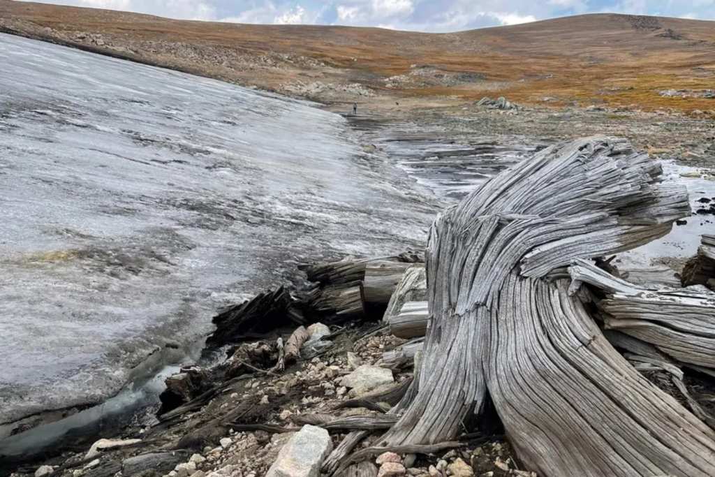 Pinos blancos congelados durante milenios emergen tras el deshielo en la región de Yellowstone