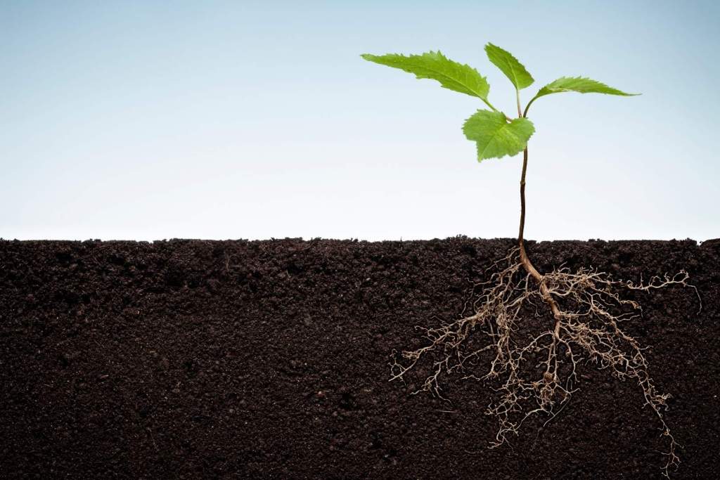 Un análisis global de suelos reveló que una de cada cinco plantas tiene un conjunto de raíces insospechadamente profundo, extendiéndose a más de un metro bajo tierra