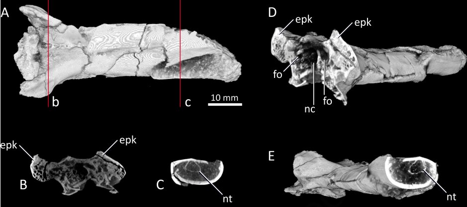 Restos de Nipponopterus mifunensis