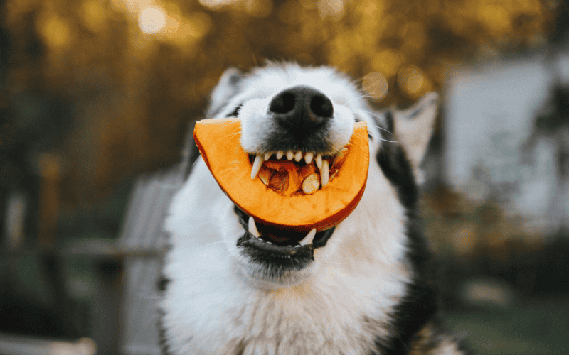 CANVA 