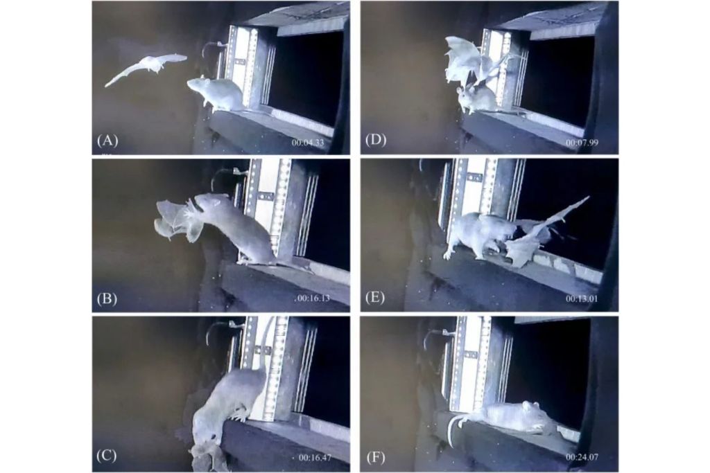 Algunas ratas se alzaban sobre sus patas traseras para interceptar a los murciélagos en pleno vuelo