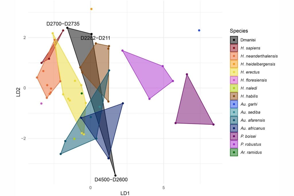 Relaciones morfológicas de los fósiles de Dmanisi con otras especies de homínidos, según el análisis de las dos primeras funciones discriminantes aplicadas a la dentición superior