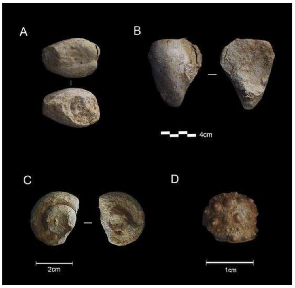 Fósiles marinos encontrados en Burgos