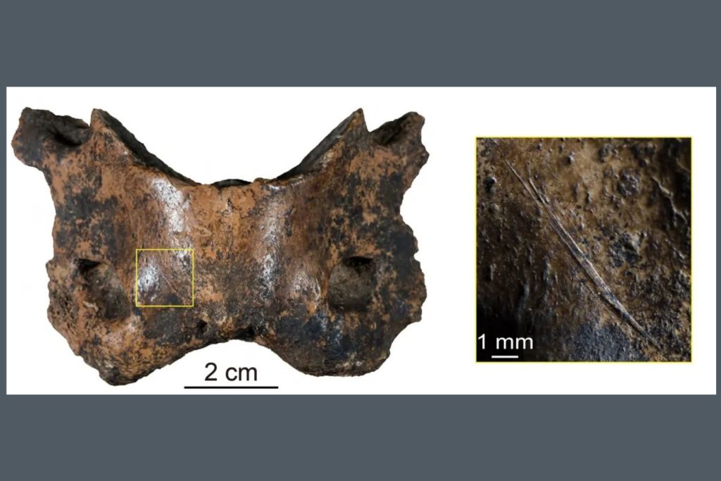 Muchos de los huesos encontrados en la cueva de Baishiya, como una vértebra de hiena manchada, presentan marcas de corte que evidencian la acción humana