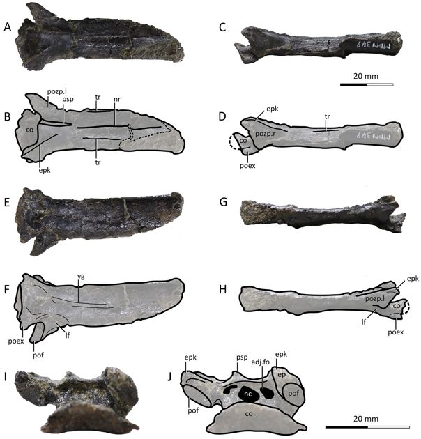 Una sexta vértebra cervical de Nipponopterus mifunensis